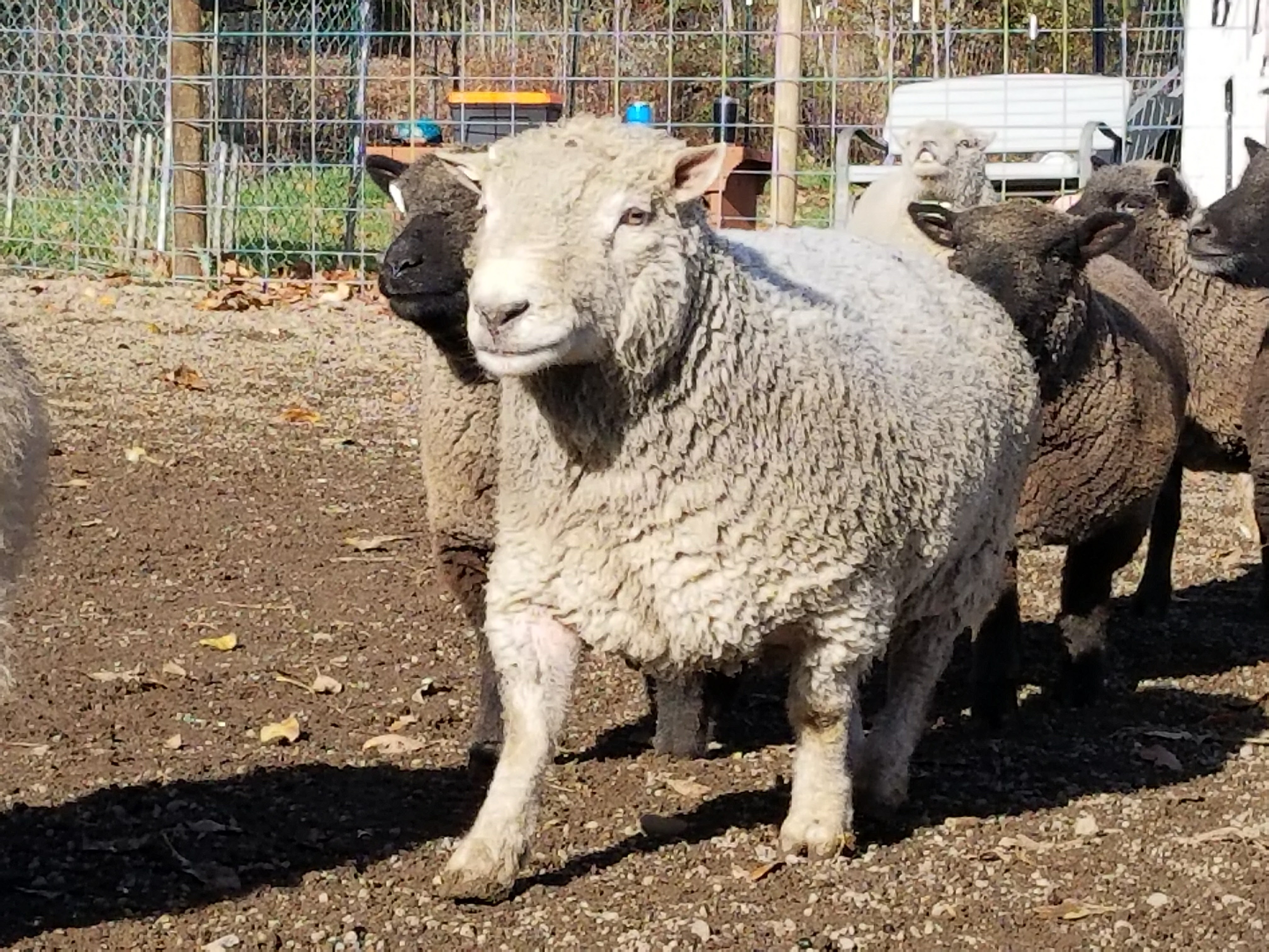 NZ Sheep – NZ Ewe-Topia Ranch